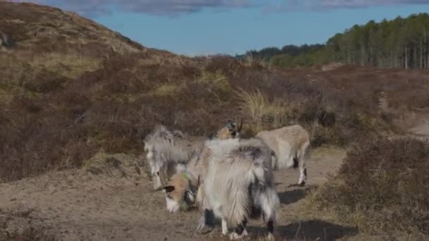 ノルウェーの農地で草を食べる毛深いヤギの眺め — ストック動画