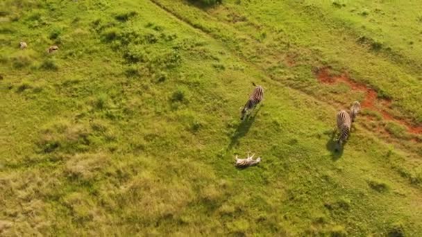 Una Vista Aerea Zebre Erba Africana Pianura — Video Stock