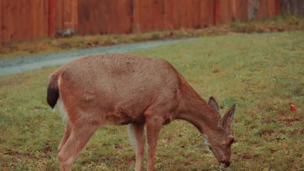 Columbia Black Tailed Deer Глядя Камеру Заднем Дворе — стоковое видео