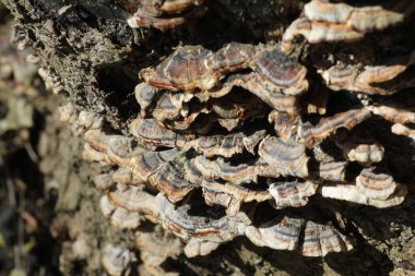 A closeup of big  mushrooms on the tree trunk in the forest