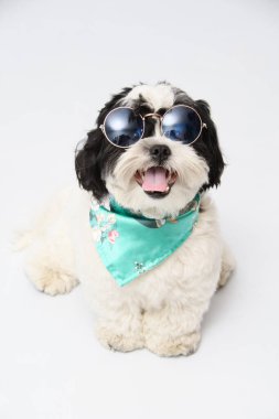 Shih Tzu 'nun güneş gözlüğü taktığı bir portre ve beyaz arka planda izole edilmiş bandana.
