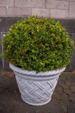 Küresel bir kutu, uzun bir saksıda