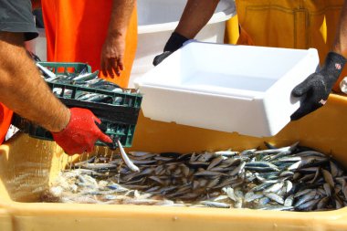 Balıkçının kutudan küçük balıkları çıkartırken çekilmiş yakın plan bir fotoğrafı.