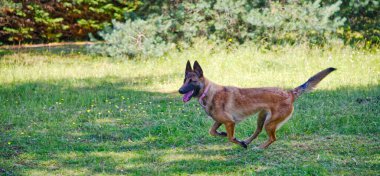 Güneşli bir günde yeşil çiçek tarlasında hızla koşan Belçikalı çoban köpeği panoramik bir fotoğraf.