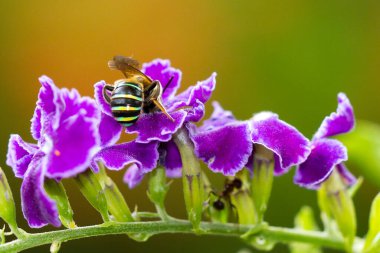 Mor bir çiçeğin üzerindeki arıların seçici odak noktası.