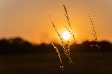 Güneşin güzel bir görüntüsü gün batımında kamışların arasından görülüyor.
