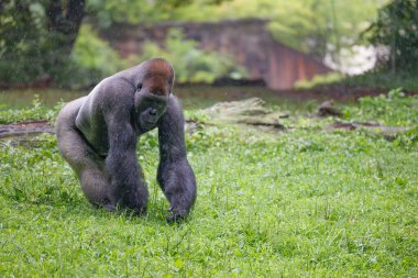 Goril yeşil çimlerin üzerinde yürüyor