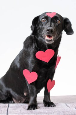 Beyaz arka planda kürkünde kalp şeklinde çıkartmalar olan siyah bir köpeğin dikey görüntüsü..