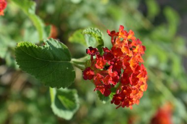 Çiçek açan Lantana çiçeklerinin dikey çekimi