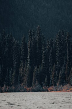 Yoğun bir ormana karşı dikey yeşil ağaçlar.