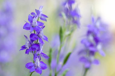 Bahçedeki bir tarlakuşu çiçeğinin seçici odak noktası.