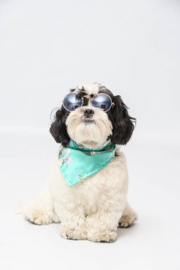 Beyaz arka planda mavi gözlükleri ve bandanası olan sevimli shih tzu 'nun dikey görüntüsü.