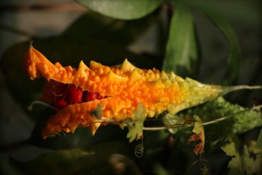 Olgun portakallı kavun meyvesinin dikey yakın çekimi. İçinde kırmızı tohumlar var.