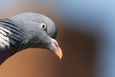 Gözü açık bir güvercinin yüzüne seçici bir yaklaşım.