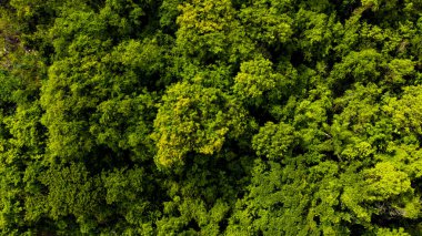 Güneşli bir günde güzel yeşil bir ormanın manzarası.