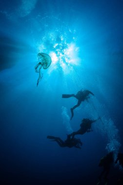 Suyun altında dalgıçların dikey görüntüsü ve arka planda güneş ışığının yansıması olan denizanası.