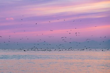 Pembe günbatımında denizin üzerinde uçan kuş sürüsünün güzel bir görüntüsü.