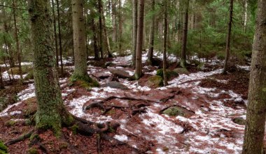 Kışın güzel bir ormanda gün ışığında çekilen ağaçlar.