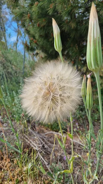 Vertical Closeup Shot Dandelion Seeds Growing Garden — Stock Photo, Image