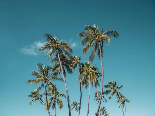 Die Palmen Unter Dem Himmel Auf Hawaii Ahu Westküste — Stockfoto