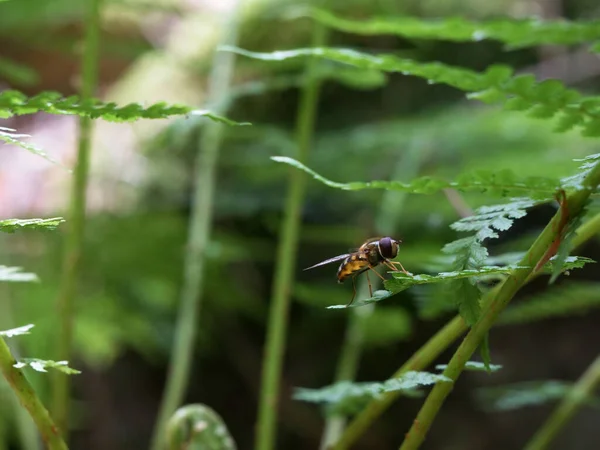 Sväva Ormbunke Skog Grön Bakgrund Med Insekt Fokuserat Insekt Med — Stockfoto
