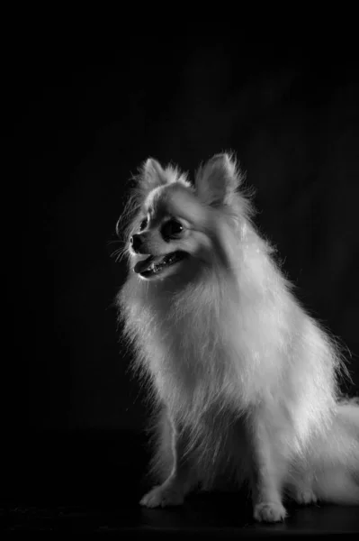 Tiro Vertical Escala Grises Perro Raza Spitz Sobre Fondo Negro — Foto de Stock