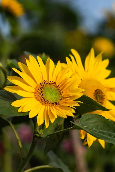 Plano Vertical Girasol Amarillo Con Fondo Borroso — Foto de Stock