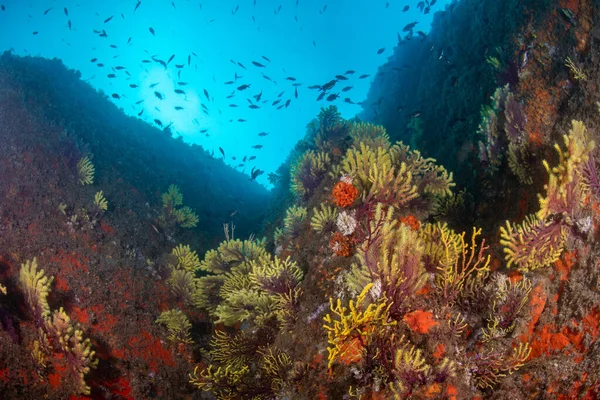 Крупним Планом Знімок Коралових Рифів Численними Рибами Фоні Під Водою — стокове фото