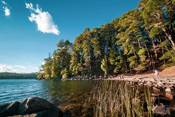 Ağaçlarla Çevrili Sakin Bir Göl Manzarası — Stok fotoğraf