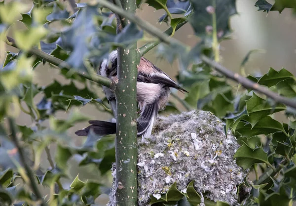 Beautiful Shot Holly Tree Leaves Nest Long Tailed Tit — Stok fotoğraf