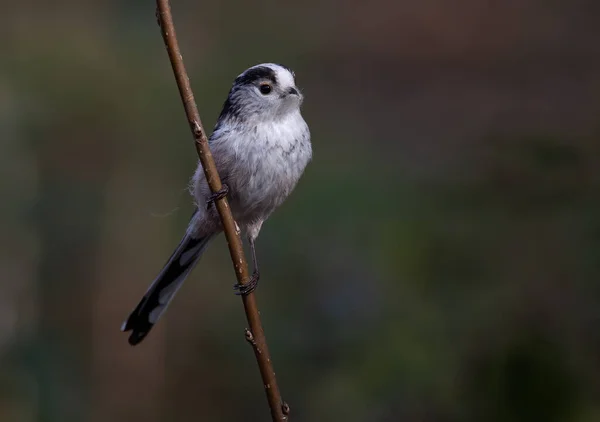 Closeup Shot Long Tailed Tit Bird Narrow Wooden Branch Blurry — Stock Fotó