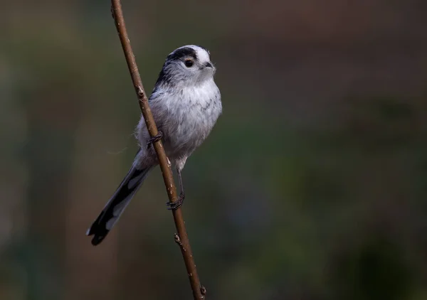 Closeup Shot Long Tailed Tit Bird Narrow Wooden Branch Blurry — Photo