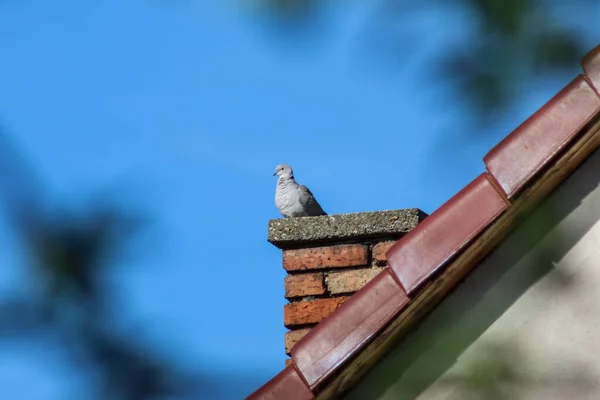 Nahaufnahme Einer Taube Auf Einem Schornstein — Stockfoto