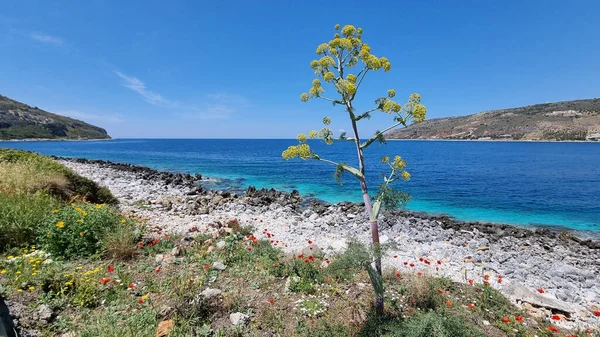 Ein Schöner Blick Auf Ein Meer Mit Blumen Vordergrund Einem — Stockfoto