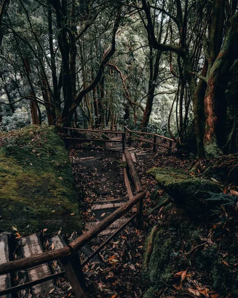 Plan Vertical Une Passerelle Bois Avec Des Escaliers Travers Forêt — Photo