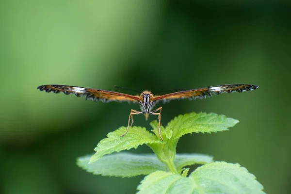 Macro Shot Butterfly Flat Wings Green Plant — Stock Photo, Image