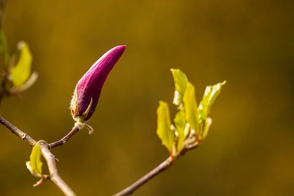 Closeup Purple Magnolia Liliiflora Cocoon Branch Tree Ready Bloom — Stock Photo, Image
