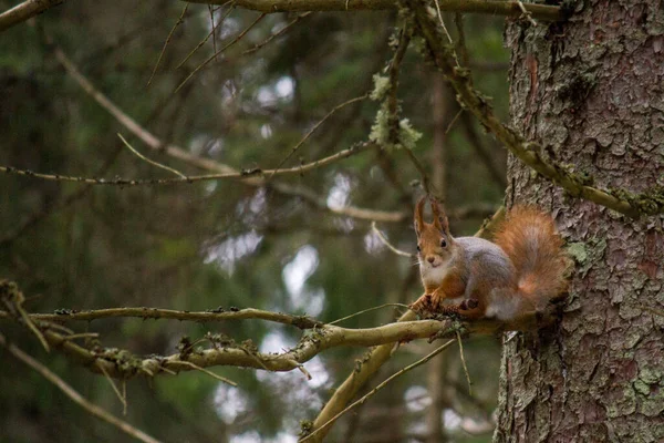 一只红松鼠的特写 粗俗的科学家龙 在背景模糊的橡木树枝上的特写 — 图库照片