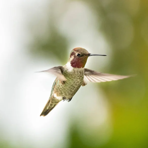 Uçan Yeşil Bir Sinekkuşunun Seçici Odak Noktası — Stok fotoğraf