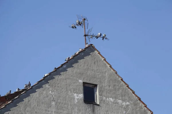 Een Lage Hoek Van Een Grijs Dak Antenne Met Duiven — Stockfoto