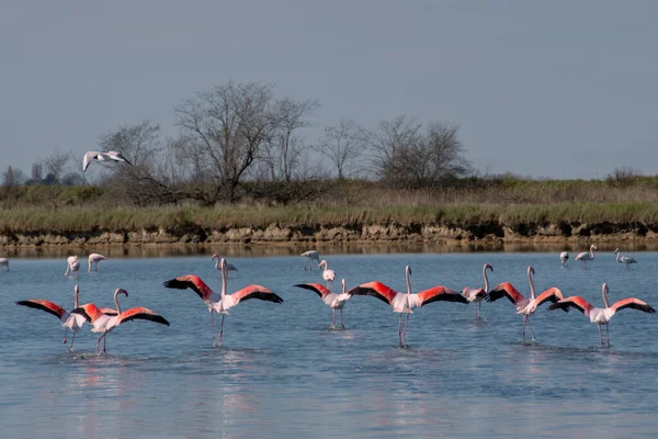 Baksida Bild Flock Flamingos Med Öppna Vingar Den Grunda Sjön — Stockfoto
