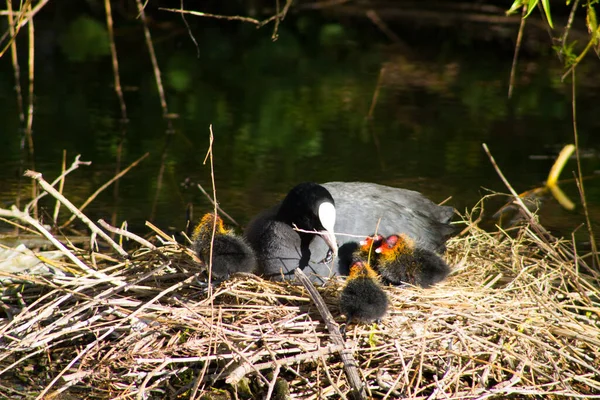 Closeup Shot Eurasian Coot Its Cooties Nest — Stock Photo, Image