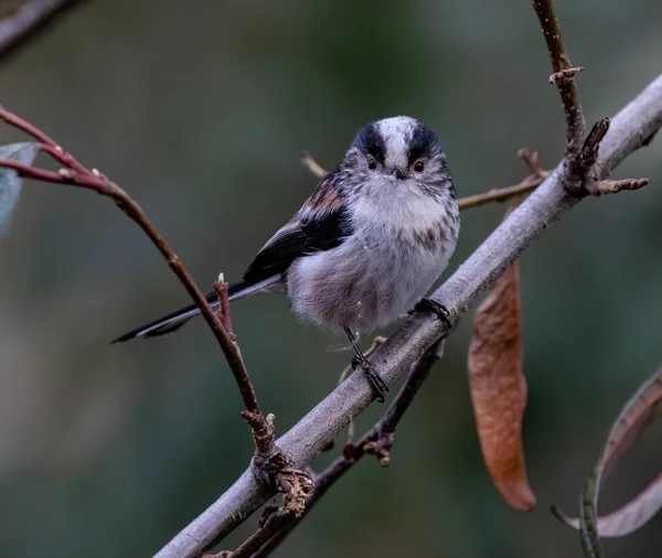 Closeup Portrait Long Tailed Tit Tree Branch Looking Camera — Stock fotografie