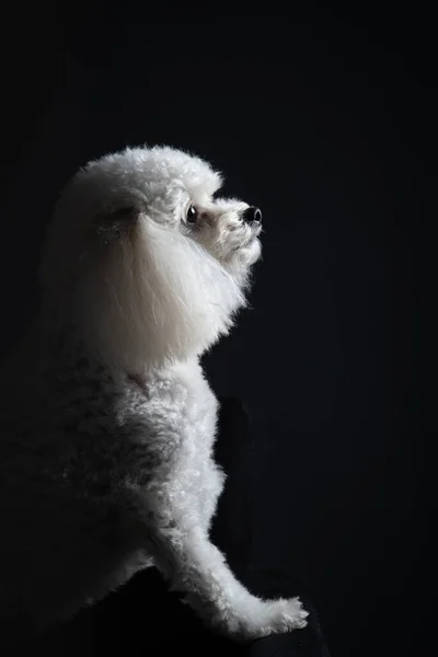 Poodle Branco Sobre Fundo Preto — Fotografia de Stock