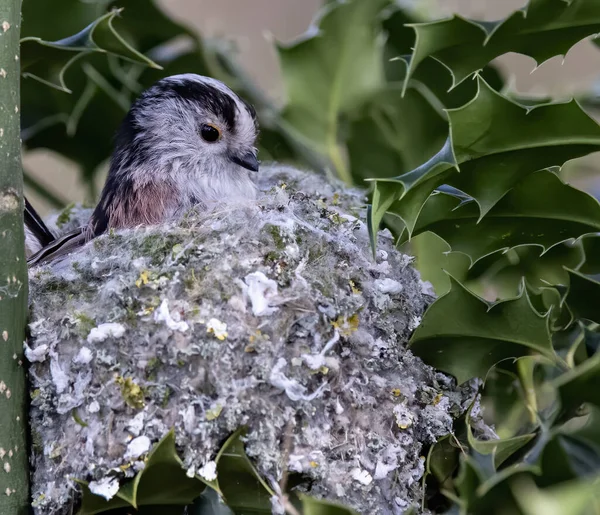 Closeup Shot Cute Long Tailed Tit Nest — Stock fotografie