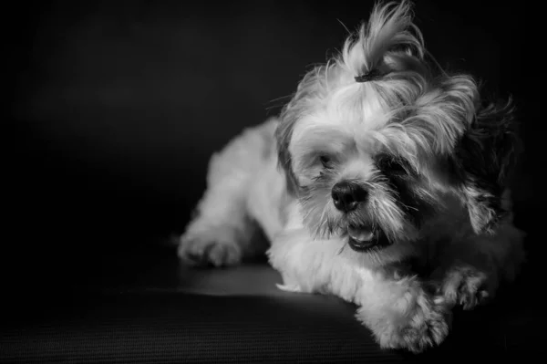 愛らしいポニーテールと暗い背景を持つ石頭犬のグレースケールの選択的フォーカスショット — ストック写真