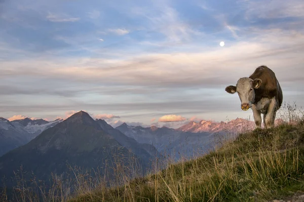 Una Vista Una Hermosa Vaca Pie Cima Montaña Los Aps — Foto de Stock