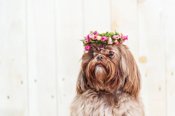Güzel Bir Shih Tzu Köpeğinin Yakın Plan Fotoğrafı Bulanık Bir — Stok fotoğraf