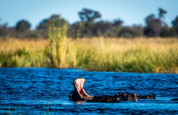 Ein Nilpferd Mit Weit Geöffnetem Maul Einem Fluss Namibia — Stockfoto