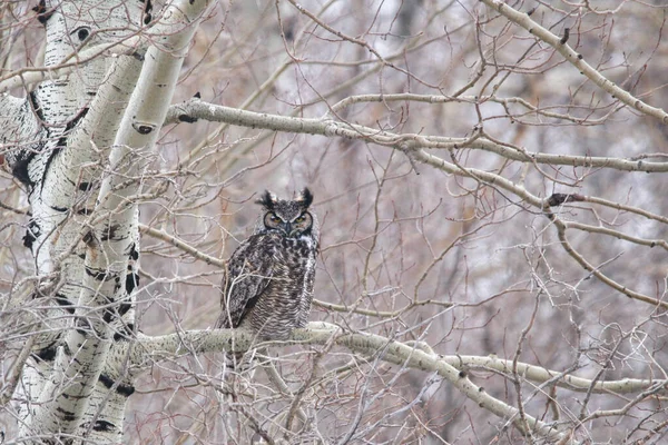 Hibou Grincheux Colère Assis Sur Une Branche — Photo